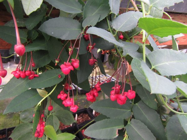 Berberidopsis corallina