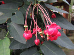 Berberidopsis corallina