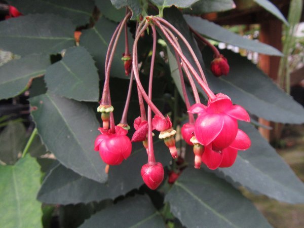 Berberidopsis corallina