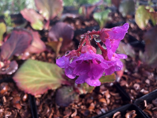 Bergenia 'Abendglut'