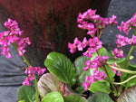 Bergenia 'Ballawley'