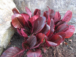 Bergenia purpurascens 'Irish Crimson' syn. 'Helen Dillon'