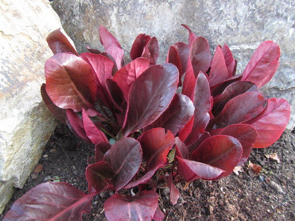 Bergenia purpurascens 'Irish Crimson' syn. 'Helen Dillon'