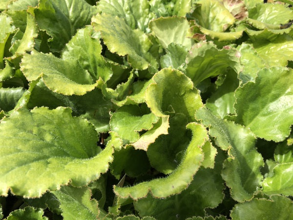 Bergenia ciliata 'Susan Ryley'