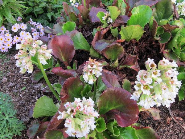 Bergenia stracheyi