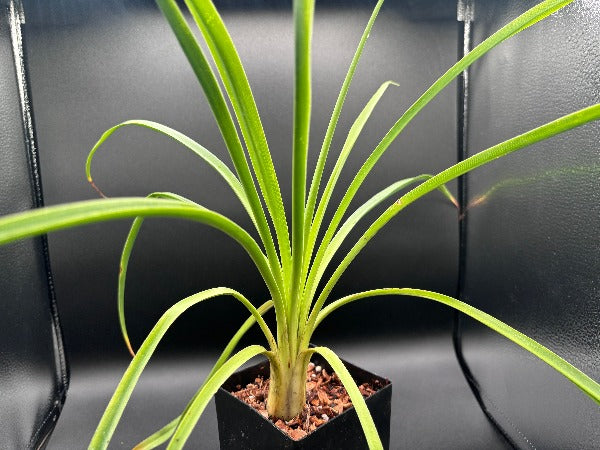 Beschorneria sp. 'Queretaro'