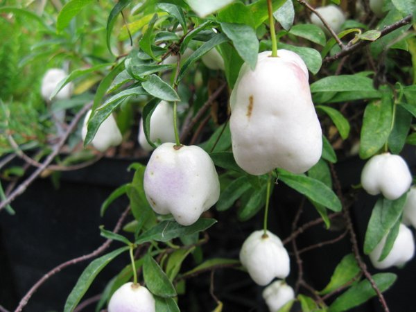 Billardiera longiflora - white berried
