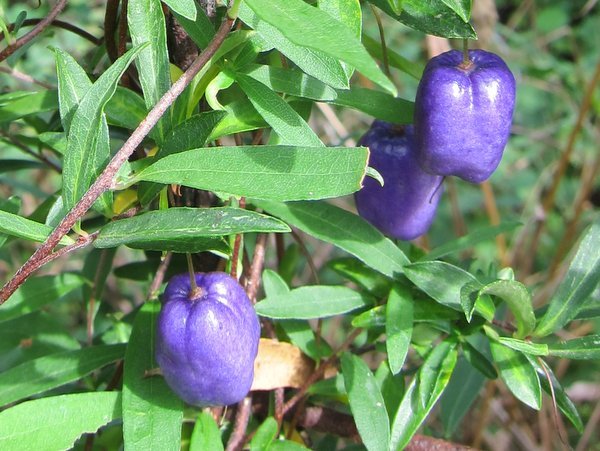 Billardiera longiflora