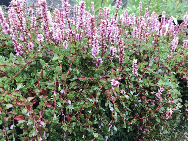 Bistorta vacciniifolia (syn. Persicaria)