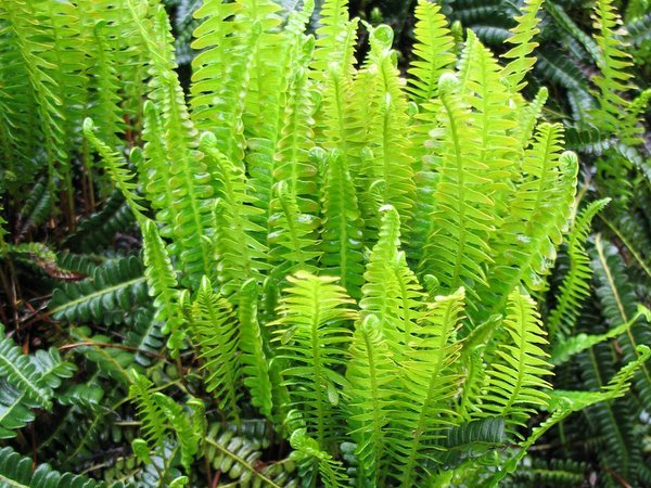 Austroblechnum penna-marina subsp. penna-marina
