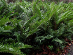 Parablechnum cordatum (syn. Blechnum chilense)