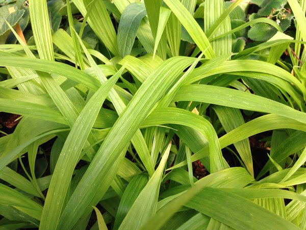 Bletilla striata 'Ogon'