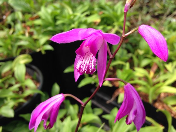 Bletilla striata ('Shi-ran')