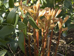 Peach colored new growth of Boehmeria sieboldiana foliage