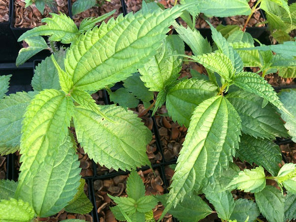 Green leaves of Boehmeria sieboldiana