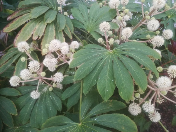 Brassaiopsis cf. bodinieri