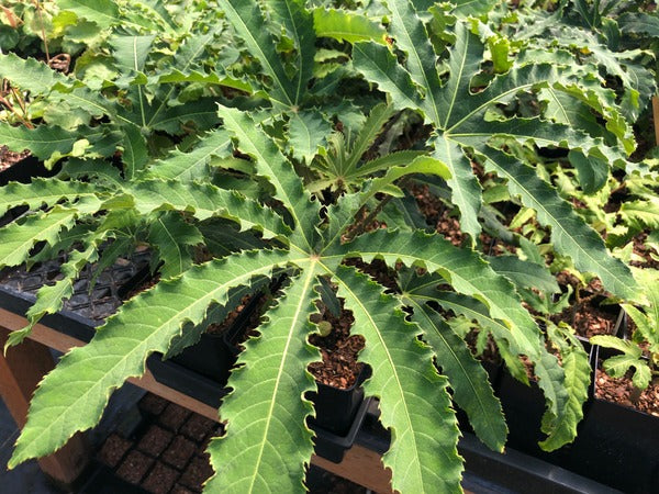 Brassaiopsis cf. hispida