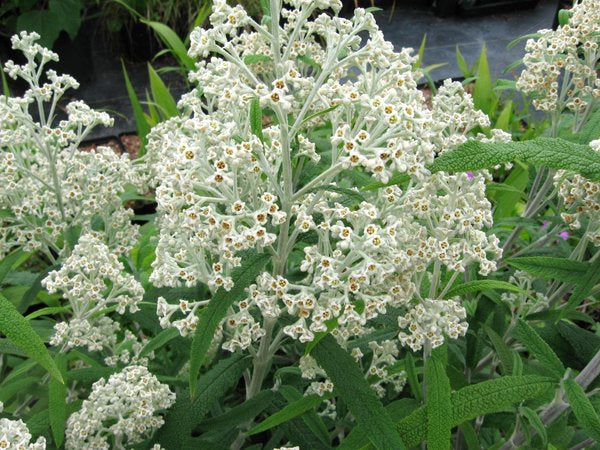 Buddleja loricata