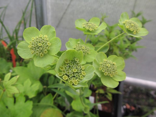 Bupleurum angulosum J&JA245.001