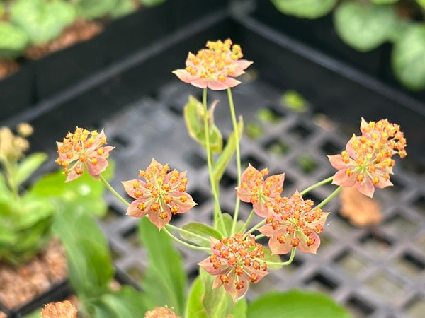 Bupleurum longifolium – Far Reaches Farm