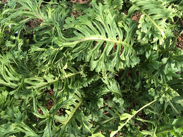Polypodium glycyrrhiza 'Lawrence Crocker'