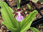 Calanthe 'Kozu'