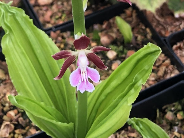 Calanthe 'Kozu'