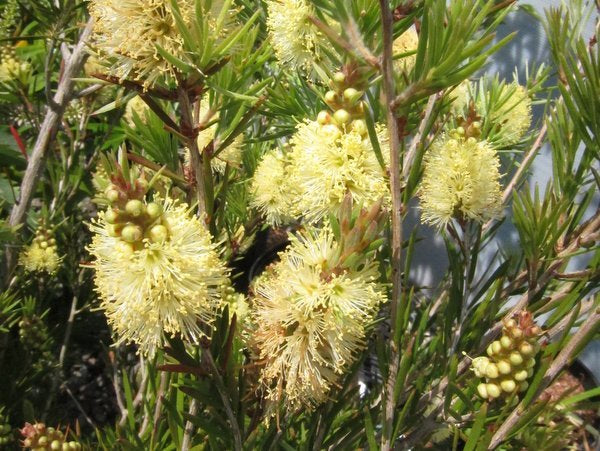 Callistemon pityoides 'Corvallis'