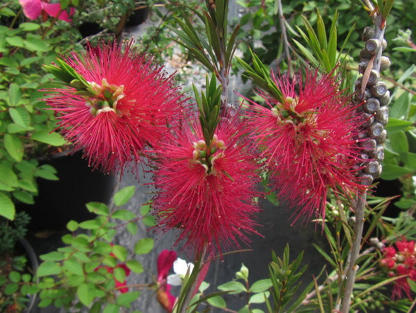 Callistemon subulatus