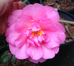 Camellia x williamsii 'Anticipation'