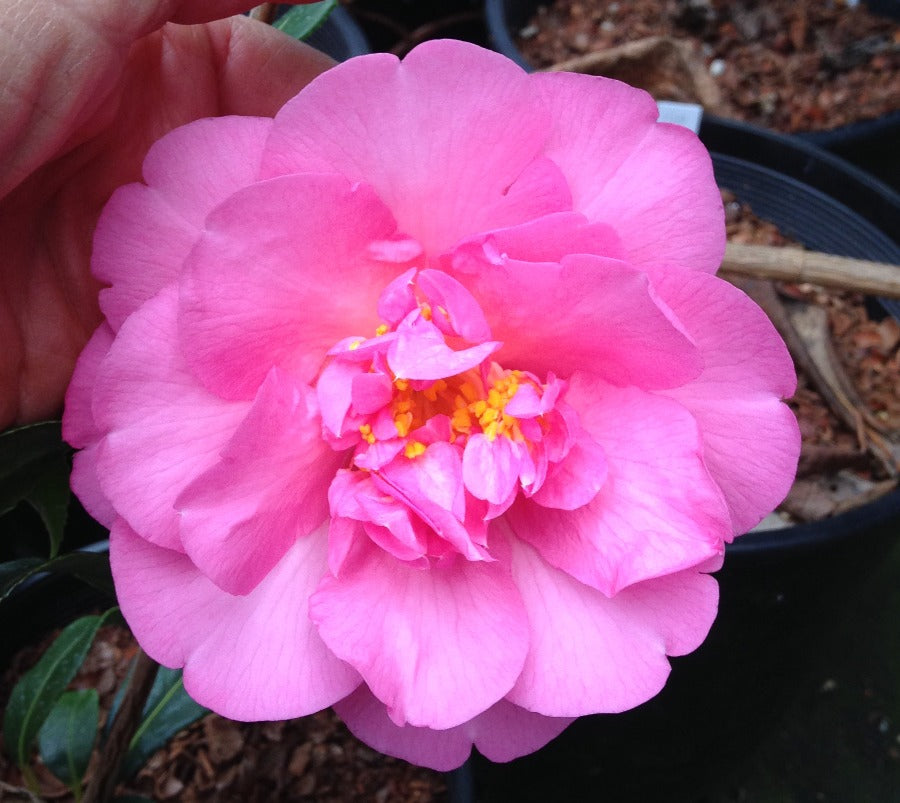 Camellia x williamsii 'Anticipation'