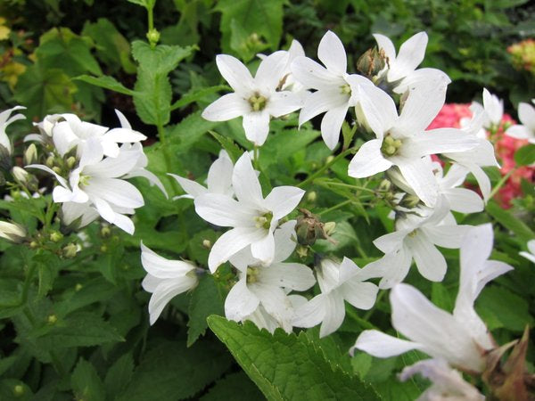 Campanula lactiflora NCE219