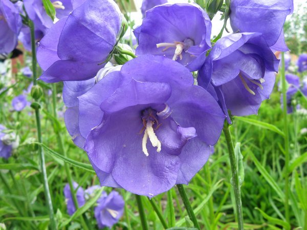 Campanula persicifolia 'Blue Bloomers'