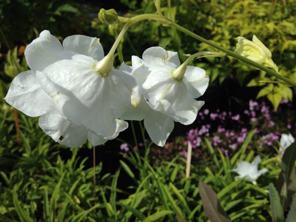 Campanula persicifolia 'Gawen'