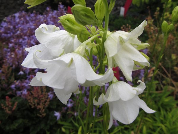 Campanula persicifolia 'Gawen'