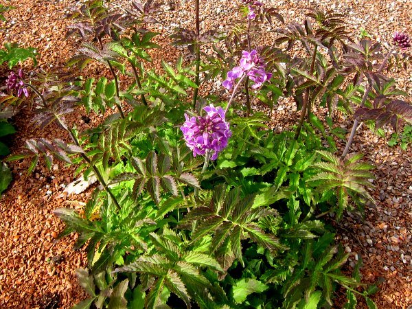 Cardamine macrophylla 'Bright and Bronzy'