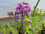 Cardamine macrophylla 'Bright and Bronzy'