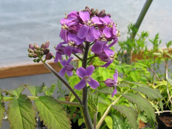 Cardamine macrophylla 'Bright and Bronzy'