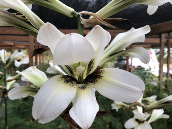 Cardiocrinum cathayanum H2MD 143