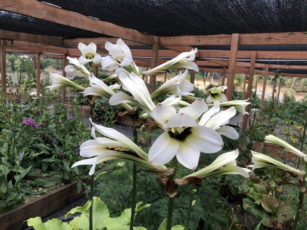 Cardiocrinum cathayanum H2MD 143