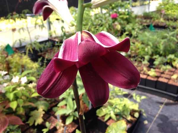 Cardiocrinum cordatum - red form