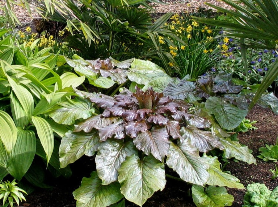 Shiny dark leaves of Cardiocrinum giganteum var. yunnanense growing in a shade garden