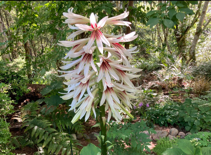 Cardiocrinum giganteum var. yunnanense H2MD 082