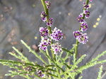Carmichaelia odorata