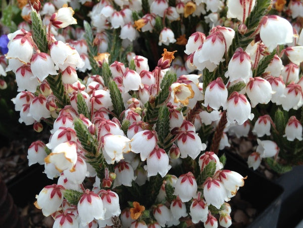 Cassiope 'Askival'