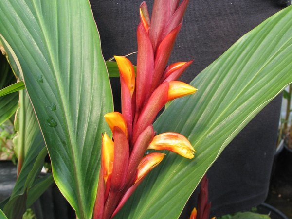 Cautleya spicata 'Robusta'