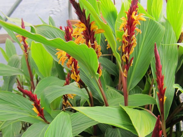 Cautleya spicata 'Robusta'