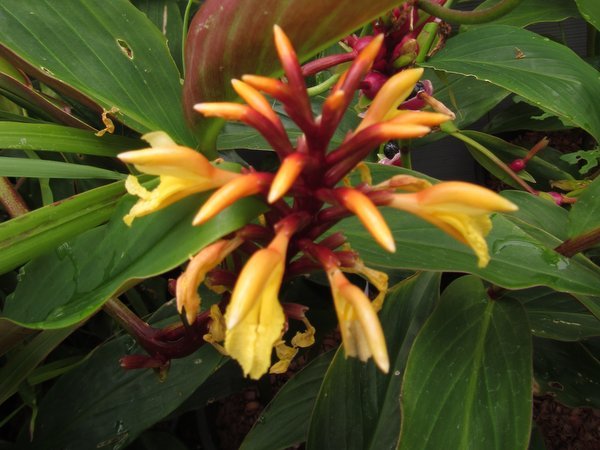 Cautleya cathcartii