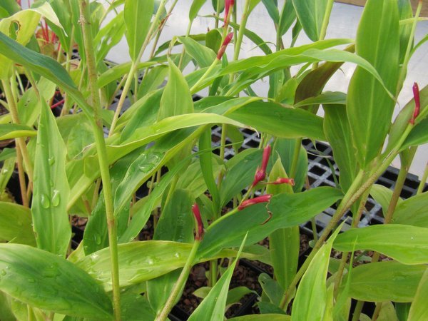 Cautleya gracilis DW04-09
