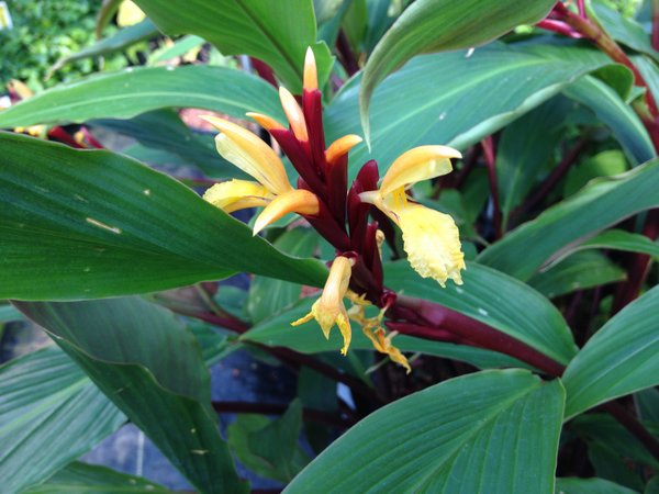 Cautleya spicata 'Arun Flame' HWJK2172